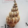 Jewelry Finding, shell Pendant 20x35mm Sold by PC