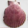 Jewelry Finding, shell Pendant 39x48mm Sold by PC