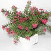 Artificial Plant With Flowerpot, Height:about 11.5 inch, Sold by Dozen