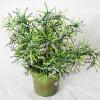 Artificial Plant With Flowerpot, Height:about 11.4 inch, Sold by Dozen