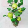 Artificial Plant & Fruit With Flowerpot, Height:about 17.3 inch, Sold by Box