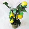 Artificial Plant & Fruit With Flowerpot, Height:about 15.7 inch, Sold by Box