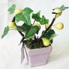 Artificial Plant & Fruit With Flowerpot, Height:about 7.9 inch, Sold by Dozen