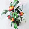 Artificial Plant & Fruit With Flowerpot, Height:about 15.7 inch, Sold by Box