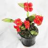 Artificial Flower With Flowerpot, Height:about 9.8 inch, Sold by Dozen