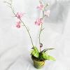 Artificial Flower With Flowerpot, Height:about 22.4 inch, Sold by Box