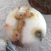 Bamboo Leaf Agate Beads, Flat Round, 16mm, Hole:Approx 1mm, Sold per 15.7-inch Strand